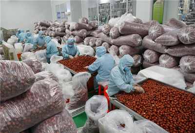 河北黄骅 冬枣深加工，延伸产业链破局初级农产品销售