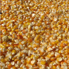 南阳市宛城区旺科农业种植农民专业合作社 深耕初级农产品种植与销售的现代农业典范