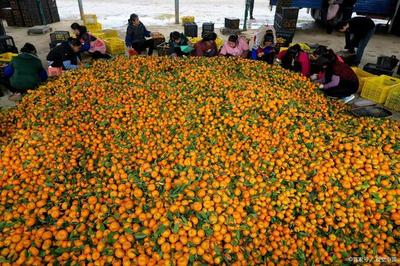 万吨果香待销路，果农心声盼援手——聚焦初级农产品销售困境