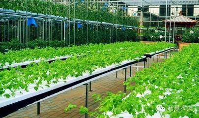 从田间到舌尖 休闲农业旅游中初级农产品销售的七大商业卖点