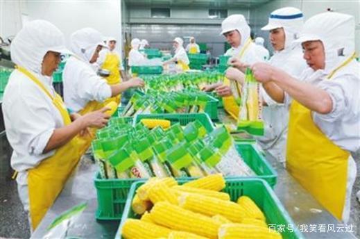 摆脱轮回之苦 大蒜价格暴跌后的深思与破局之道